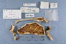 Amanita ravenelii image