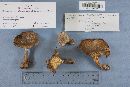 Ampulloclitocybe clavipes image