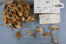 Boletus curtisii image