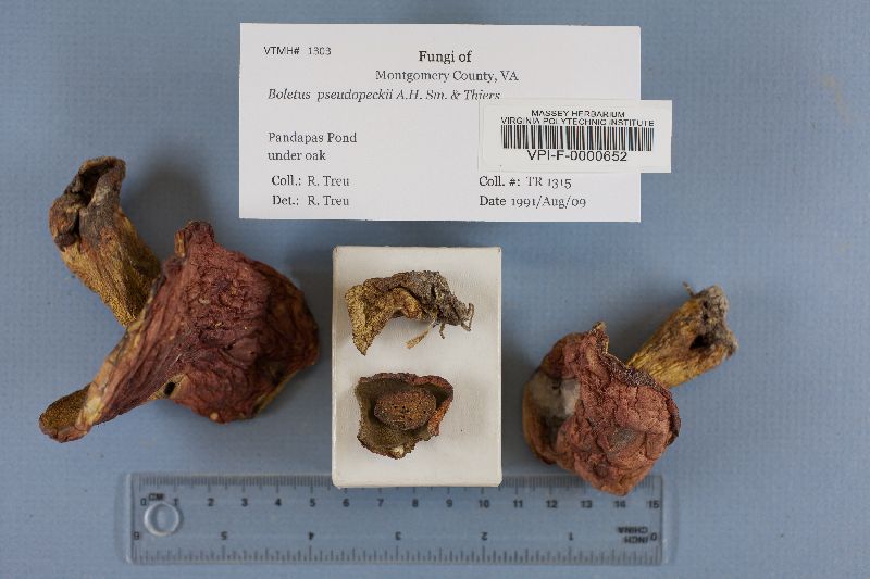 Boletus pseudopeckii image