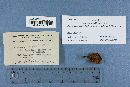 Bothia castanella image