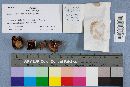 Chroogomphus rutilus image