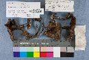 Cortinarius hercynicus image