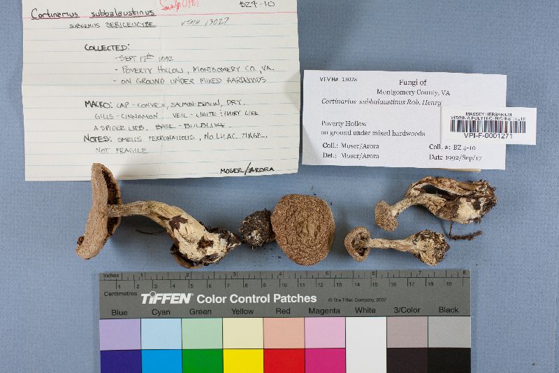 Cortinarius subbalaustinus image