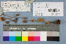 Crinipellis zonata image