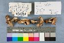 Hebeloma sinapizans image