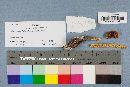 Heimioporus betula image