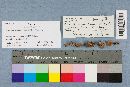 Hohenbuehelia reniformis image