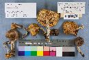 Hygrophorus fuligineus image