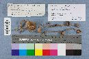 Inocybe fuscodisca image