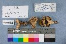 Lactarius chelidonium image