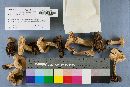 Lactarius deceptivus image