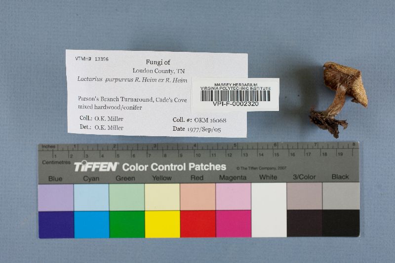 Lactarius purpureus image