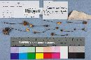 Marasmius fulvoferrugineus image