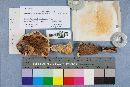 Multifurca ochricompacta image