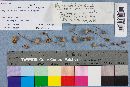 Mycena metata image