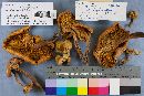 Omphalotus olearius image