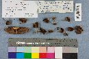 Hypholoma fasciculare var. fasciculare image