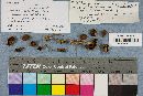 Hypholoma fasciculare var. fasciculare image