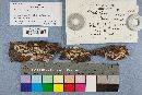 Hyphoderma setigerum image