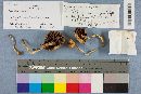 Hygrophorus borealis image
