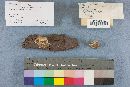 Postia caesia image