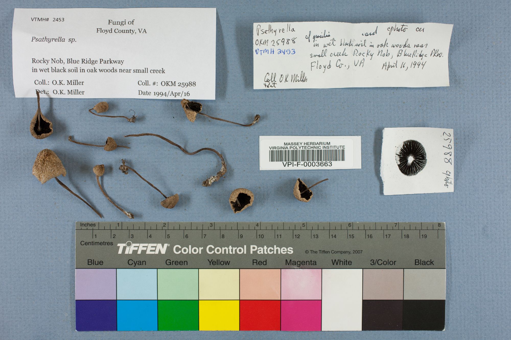 Psathyrella gracilis