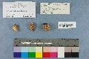 Ramaria subbotrytis image