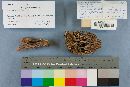 Ramaria stricta image
