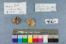 Rhodocybe popinalis image
