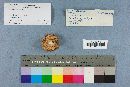 Russula albidula image