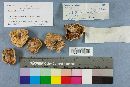 Thumbnail image of current specimen