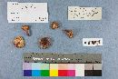 Russula mariae image