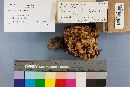 Sparassis crispa image