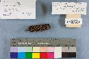 Strobilurus conigenoides image