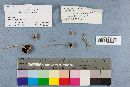 Thumbnail image of current specimen