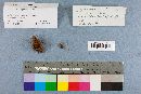 Xeromphalina kauffmanii image