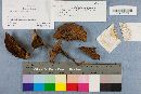 Suillus hirtellus image