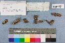 Panellus patellaris image