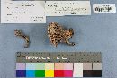 Thelephora palmata image