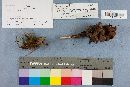 Thelephora vialis image