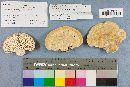 Trametes pubescens image