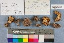 Tricholoma pessundatum image