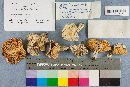 Tricholoma resplendens image