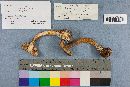 Austroboletus gracilis image