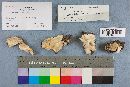 Tyromyces chioneus image