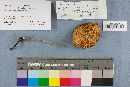 Hymenopellis radicata image