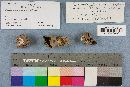 Helvella leucomelaena image