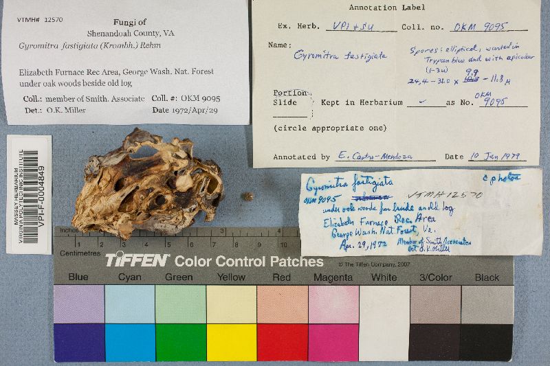 Gyromitra fastigiata image