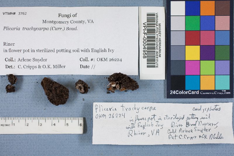 Plicaria trachycarpa image